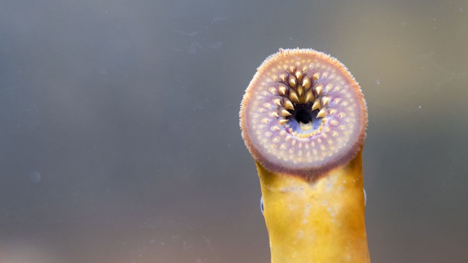 A sea lamprey with its suction cup mouth and razor-sharp teeth.