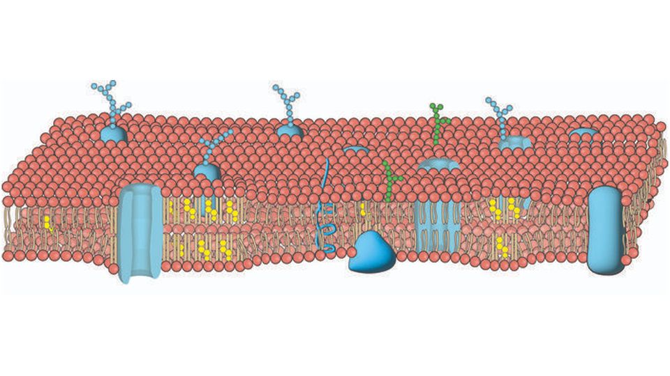 A graphic of a cell membrane, showing proteins and lipids embedded in the lipid bilayer.