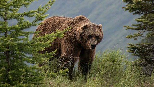 Brown Bears Caught Digging Up Artificial Forests in Japan