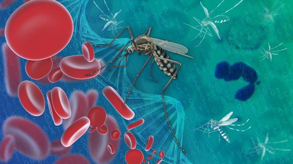 A mosquito with red blood cells.