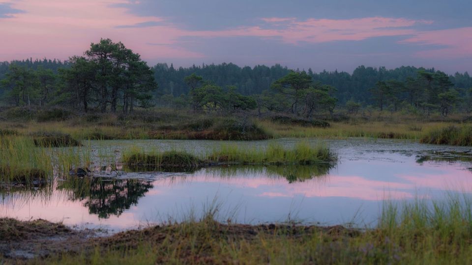 A body of water in peatland.