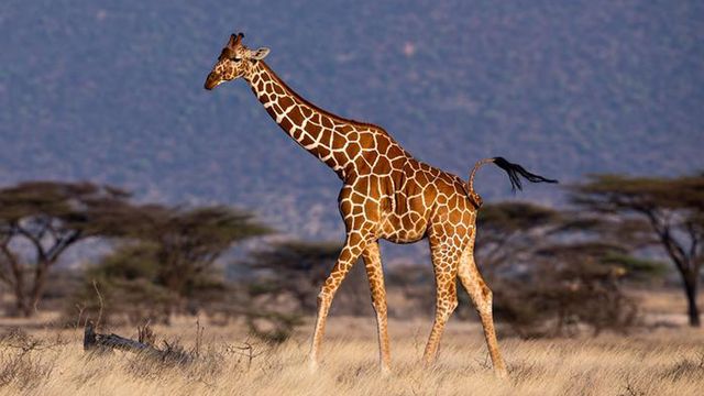 Uncovering the Genetic Diversity of Giraffes - Vimarsana News