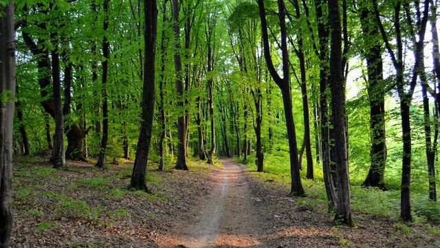 Summer Solstice Starts Beech Tree Reproduction in Europe | Technology ...