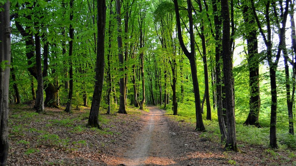 Beech trees in a forest.