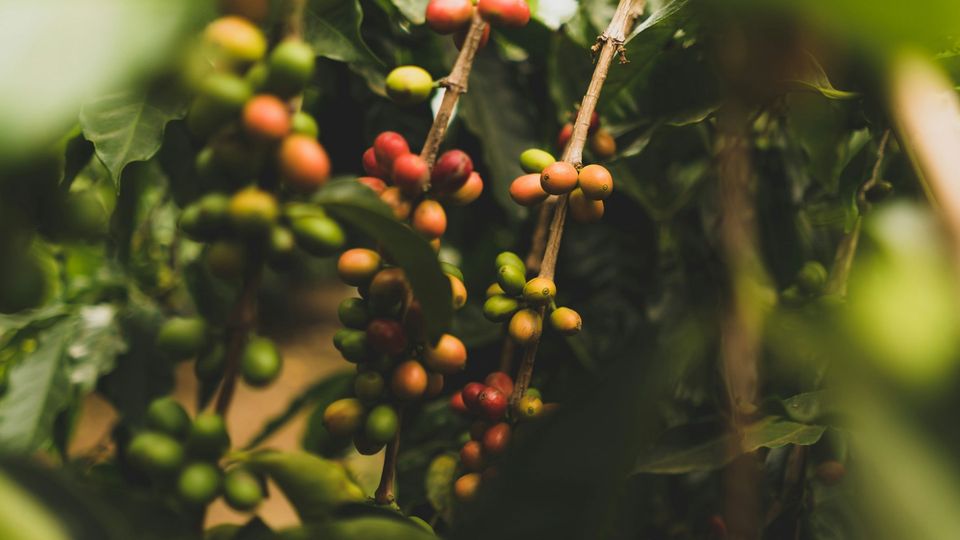 Red, orange and green coffee berries.