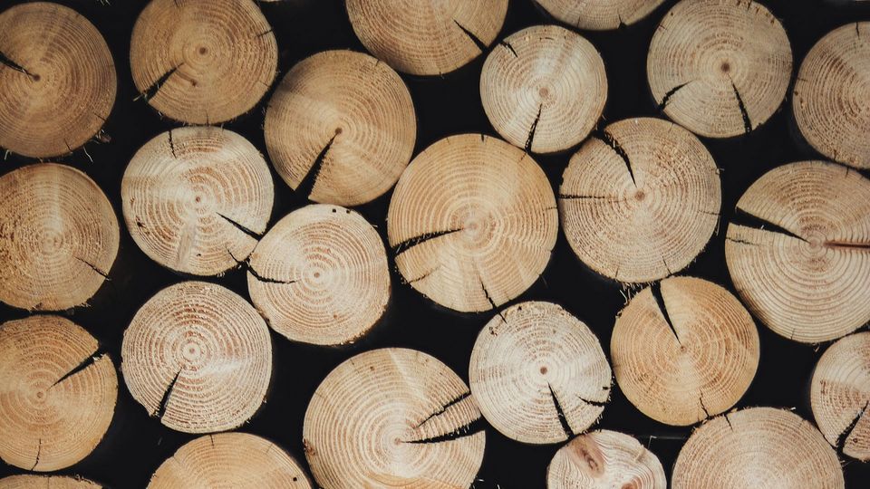 The ends of cut wooden logs.