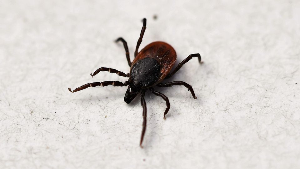A tick.
