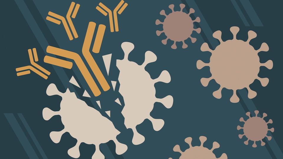Antibodies attacking viruses.