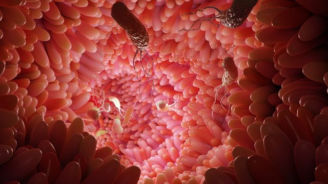 Revolutionary Discovery How Gut Microbes Control Your Feeding Habits - omkamt9