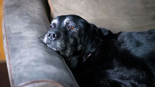 Dogs Cognitive Aging Patterns Mirror Humans Technology Networks