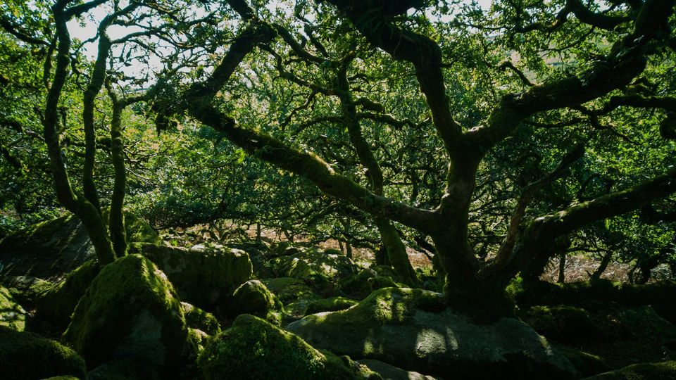 An old tree, covered in moss.