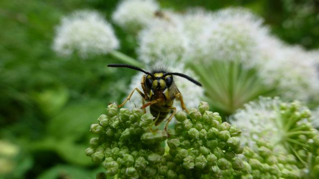 AI System Detects Invasive Asian Hornets - Vimarsana News
