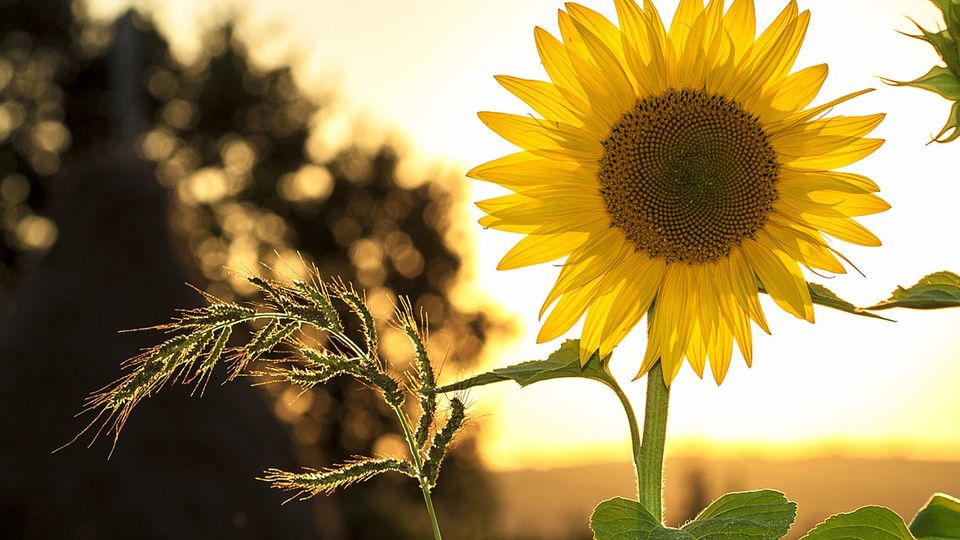 Sunflower during a sunset