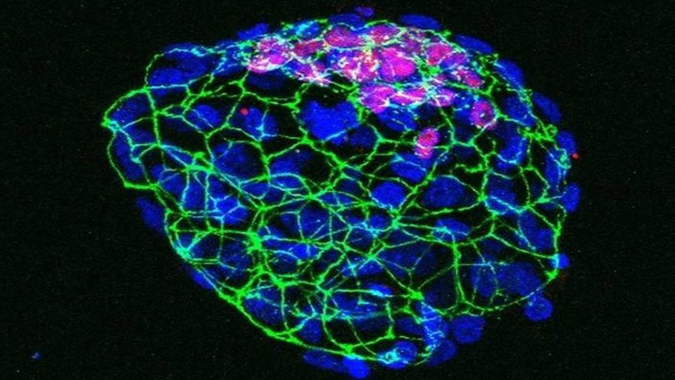 A mouse embryo (blastocyst) that has paused its development due to nutrient depletion.