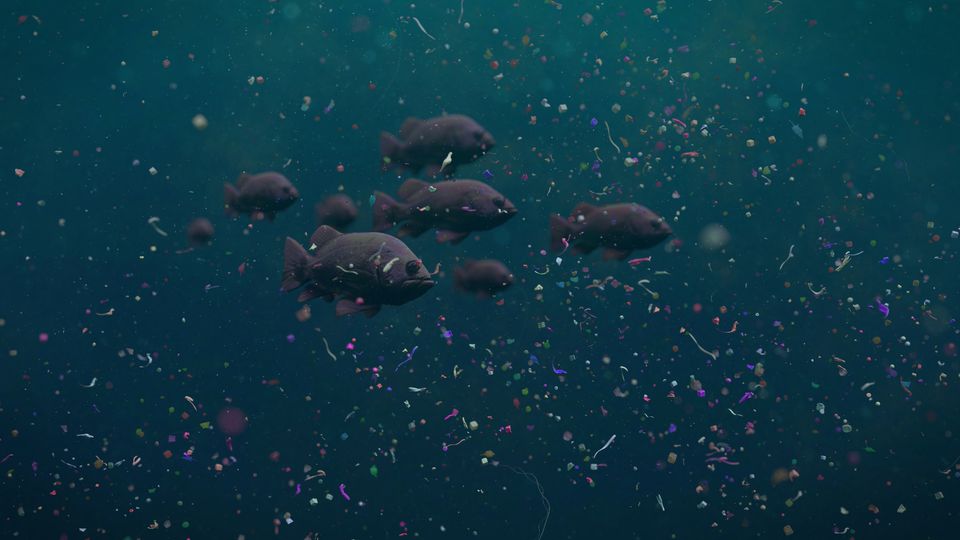 Fish swimming among microplastics.