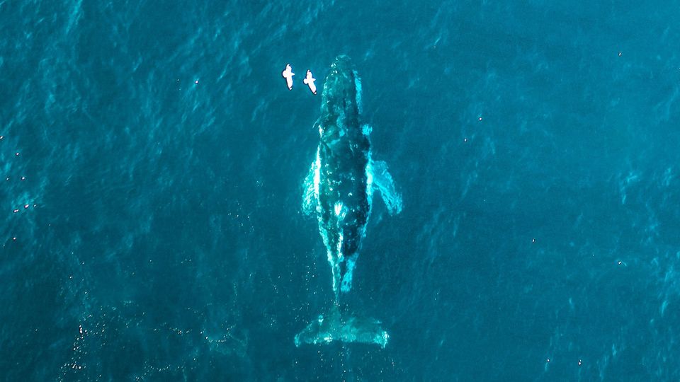 An arial photo of a whale underwater.