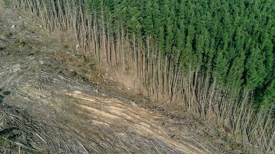 Deforestation.