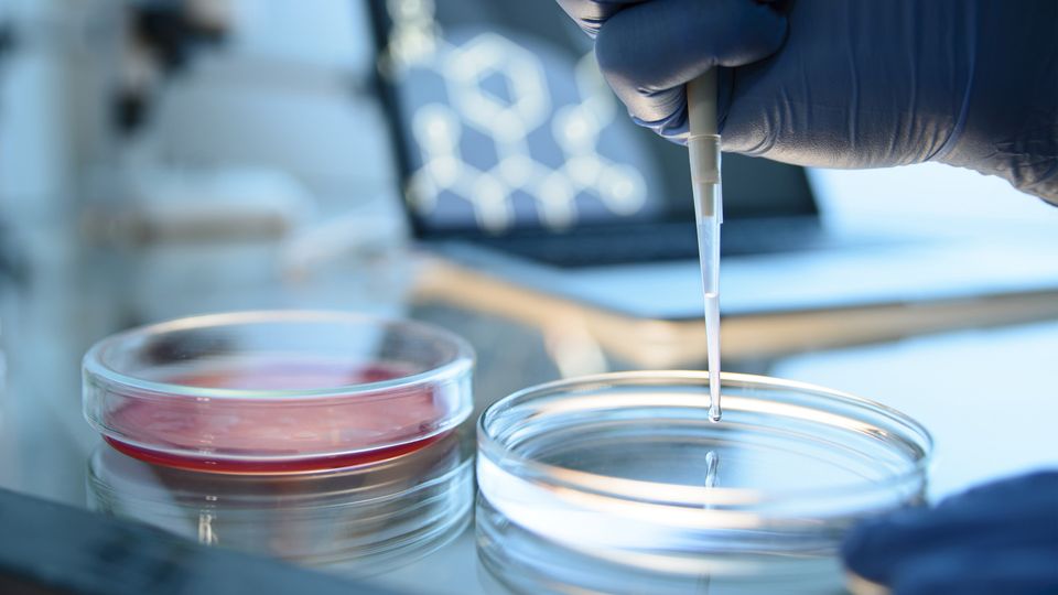 A gloved hand pipettes liquid into a petri dish
