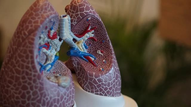 試薬は肺の再生を促進する可能性がある