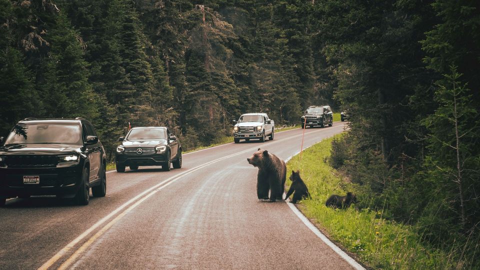 Cars pass by a brown bear with cubs in Yellowstone National Park.