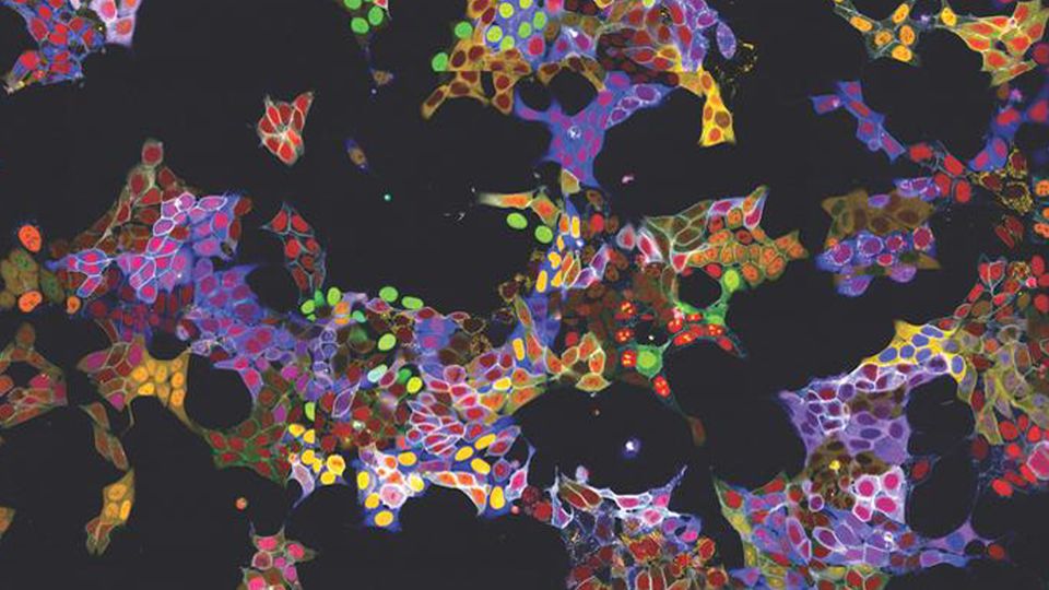 Fluorescence microscopy images of vpCell Pools.
