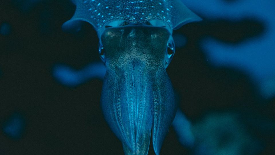 A close-up photo of a squid.