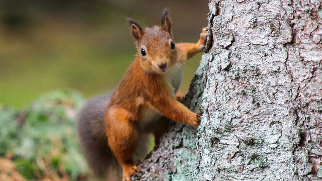 A red squirrel climbs a tree. 