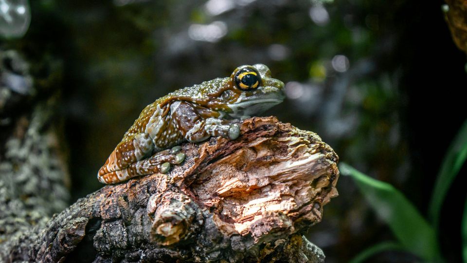 A frog perches on a log.