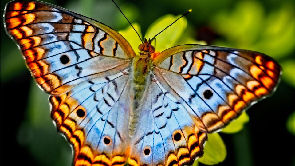 A brightly colored, patterned butterfly.