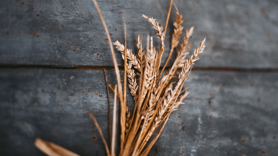 A handful of barley.