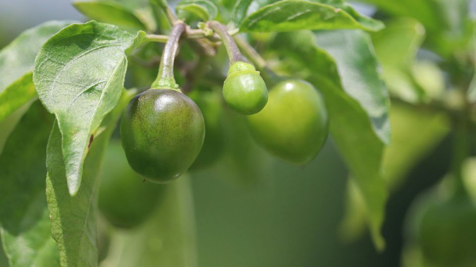 The kakadu plum.