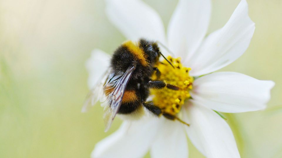 A bumblebee on a white and yellow flower.