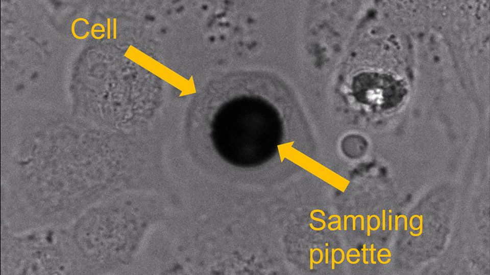 Cell before sampling.
