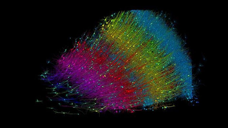 Map of Neural Connections Produced in a Fragment of the