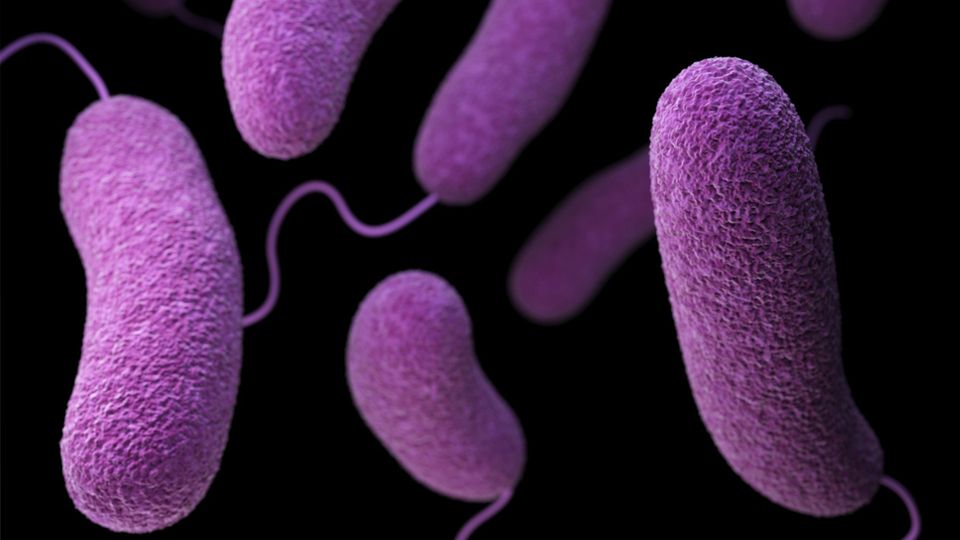 Bacteria with tails.