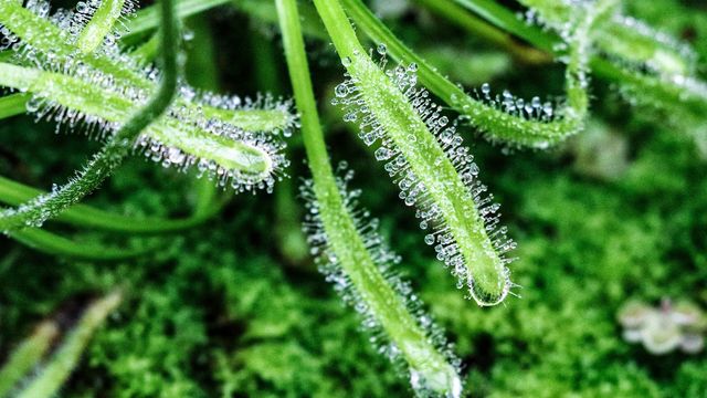 Plant-Based Insect Glue Could Protect Plants From Pests | Technology  Networks
