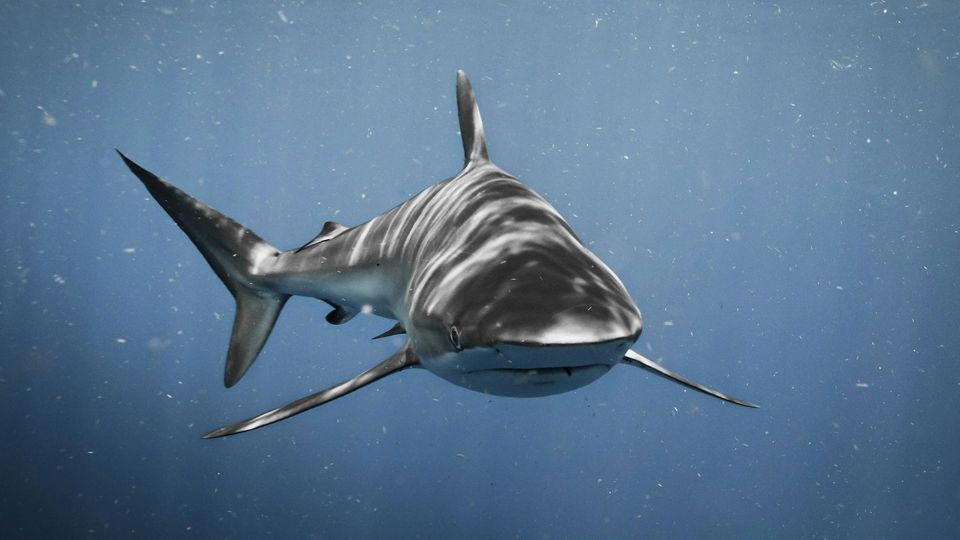 A shark swims towards the camera.
