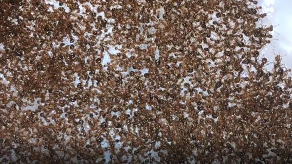 A colony of fire ants, clinging together to form a raft.