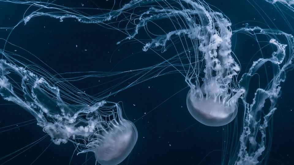 Two jellyfish.