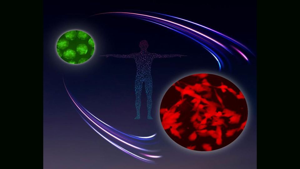 Two cell types circle an outline of a human body.