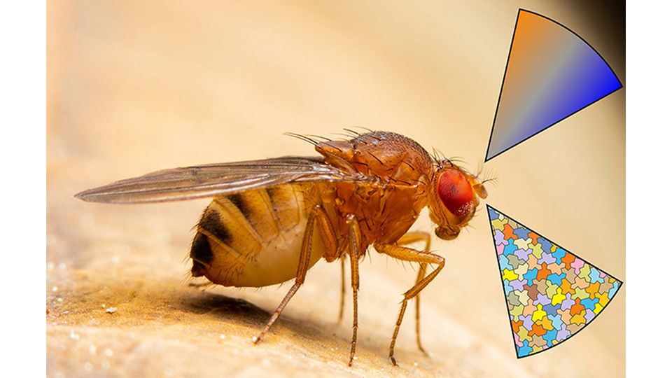 Illustration over a fruit fly showing how it can recognize odors.