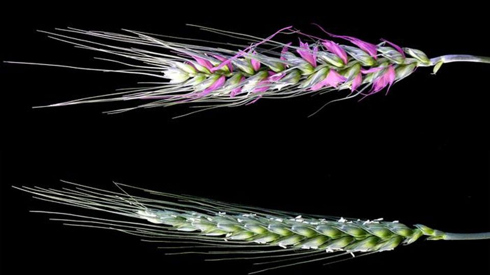 Two heads of wheat, one with sections labelled in pink.