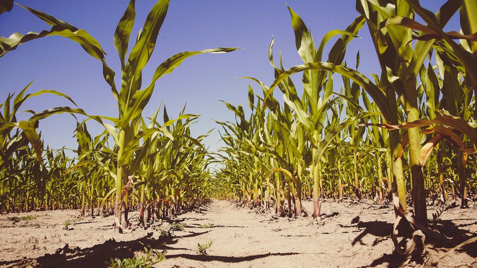 Maize plants growing in a field.