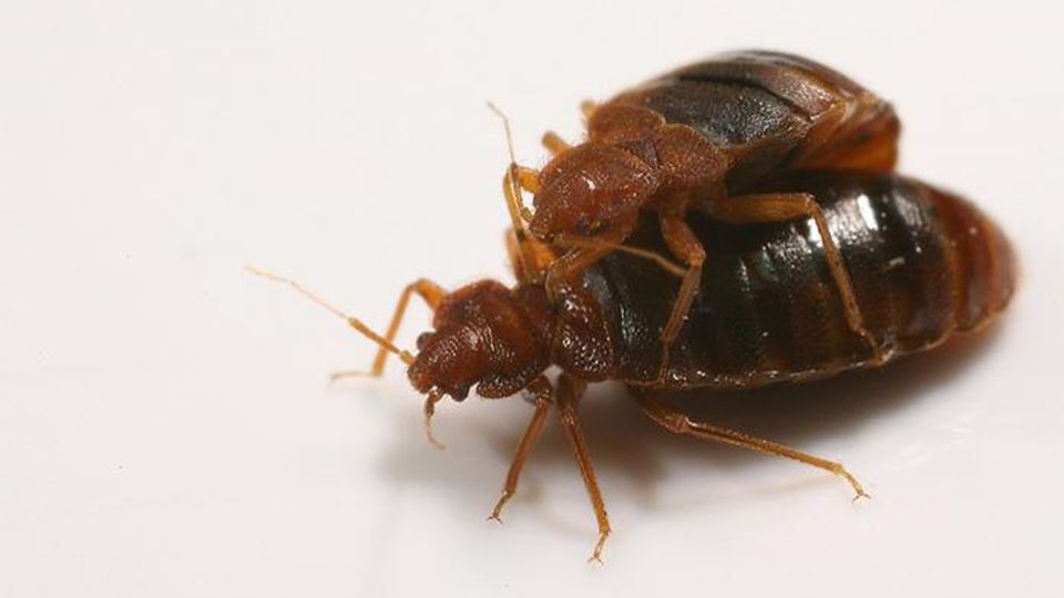 Copulating bedbugs.