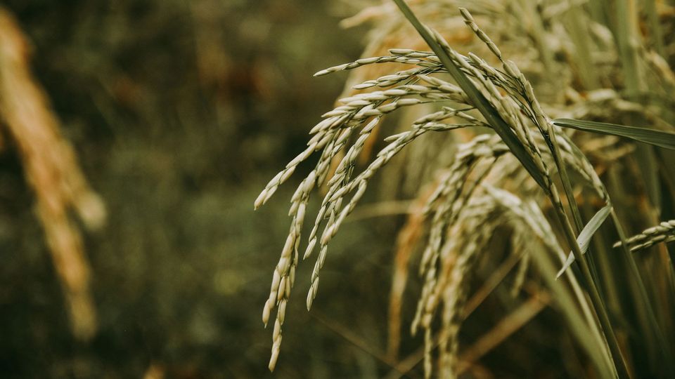 A rice plant.