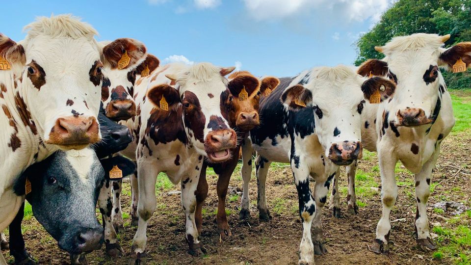 Black, white and brown cows with tags in their ears stand in a field.