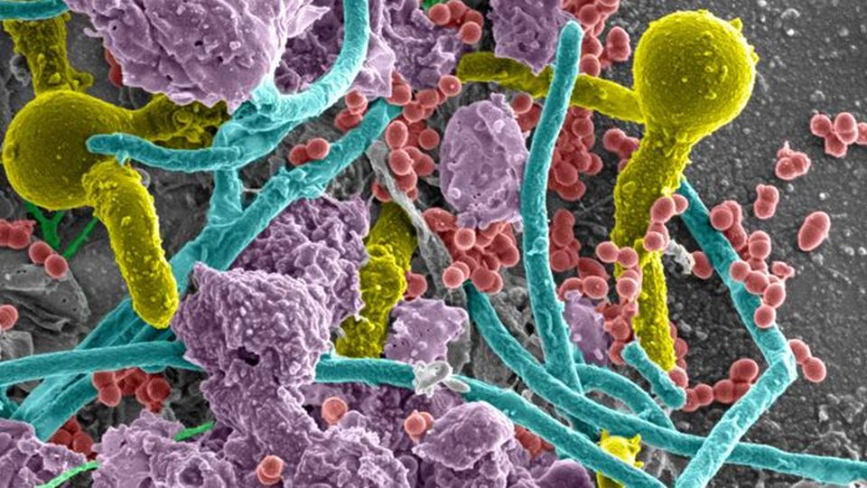 Bacteria in different colors, shapes and sizes.