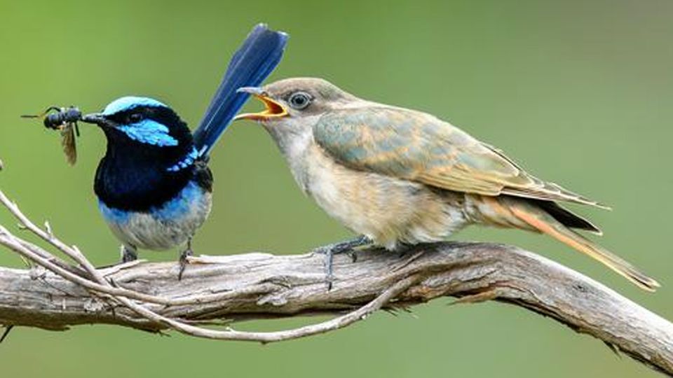 A blue and black bird brings an insect to a larger, blue-flecked cuckoo chick.