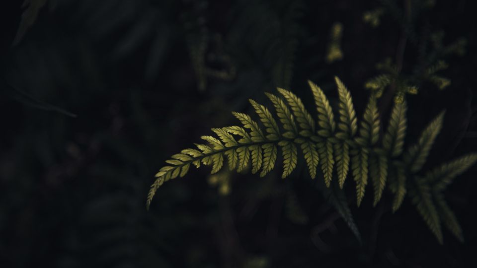 A fern leaf.