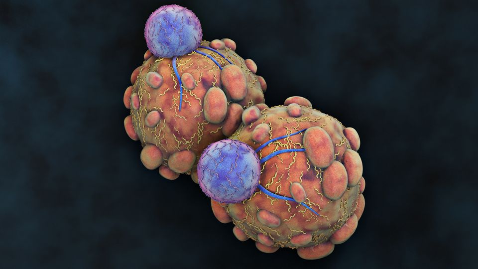 Cancer cells.